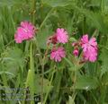 Silene_dioica_ab0544