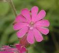 Silene_dioica_ab0554