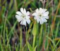 Silene_pratensis_cv5271