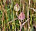 Silene_pratensis_cv5275