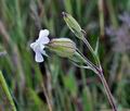 Silene_pratensis_cv5281