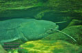Silurus_glanis_hf8429