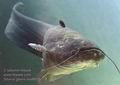 Silurus_glanis_ma8926