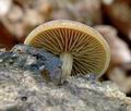 Simocybe_centunculus_ab8192