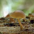 Simocybe_centunculus_al6622