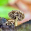 Simocybe_centunculus_bh6950