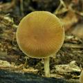 Simocybe_centunculus_bo4591