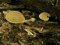 Simocybe_centunculus_bo4596