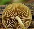 Simocybe_centunculus_bo4597