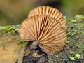 Simocybe_haustellaris_bs7942