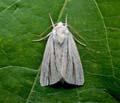 Simyra_albovenosa_cx3102s