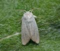 Simyra_nervosa_ja5183s