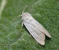 Simyra_nervosa_ja5194s