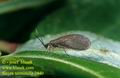 Sisyra_terminalis_2440