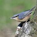 Sitta_europaea_fe3119