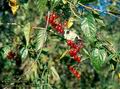 Solanum_dulcamara_6531