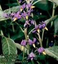 Solanum_dulcamara_8214