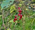 Solanum_dulcamara_bt0112