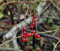 Solanum_dulcamara_bt0115