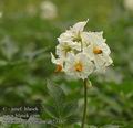 Solanum_tuberosum_ab7316