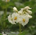 Solanum_tuberosum_ab7320