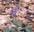 Soldanella_montana_aa5744