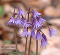 Soldanella_montana_aa5751