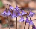 Soldanella_montana_aa5752