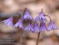 Soldanella_montana_aa5756