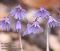 Soldanella_montana_aa5758