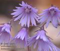 Soldanella_montana_aa5764