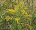 Solidago_canadensis_a5582