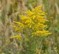 Solidago_canadensis_a5586