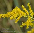 Solidago_canadensis_a5590