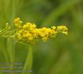 Solidago_gigantea_a5446