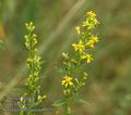 Solidago_virgaurea_a5075