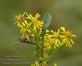 Solidago_virgaurea_a5085