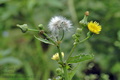 Sonchus_oleraceus_a4817