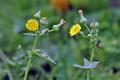 Sonchus_oleraceus_a4821