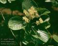 Sorbus_aria_8242