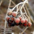 Sorbus_aria_e6606