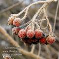 Sorbus_aria_e6608