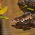 Sorex_araneus_h0698