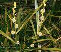 Sparganium_emersum_4967