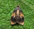 Spatalistis_bifasciana_ci8617s