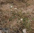 Spergula_morisonii_aa6473