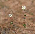 Spergula_morisonii_aa6484