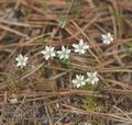 Spergula_morisonii_aa6490