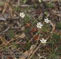 Spergula_morisonii_aa6505