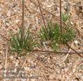 Spergula_morisonii_aa6515